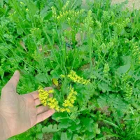 نیرو خانم جهت کار در گلخانه