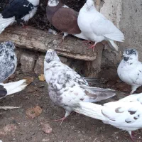 کبوتر غریبگیری|پرنده|ساوه, |دیوار