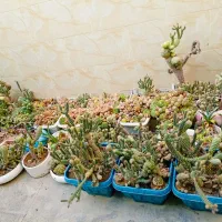 حراج کاکتوس،یکجا و تکی