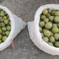 گردو