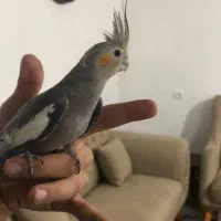 سه تا جوجه عروس هلندی