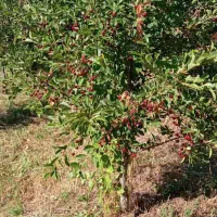 زمین ویلایی|فروش زمین و ملک کلنگی|صوفیان, |دیوار