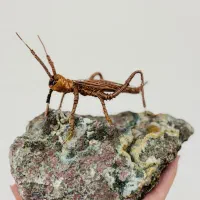 سوسک و سنگ ژئود زرد