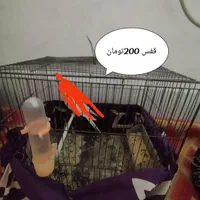 عروس.برزیلی . سهره . قفس
