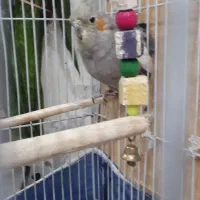 عروس هلندی|پرنده|محمدشهر, محمدشهر|دیوار