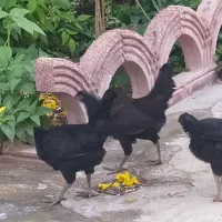 مرغ محلی  معامله با کبوترخورموج