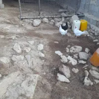 فروش مرغ محلی تخم گذار