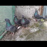 کبوتر پروازی ساعتی بشرط نقطه زن و ۶ تا ۷ ساعت