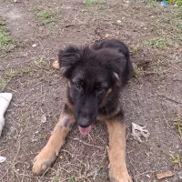 سگ ژرمن|سگ|اردبیل, |دیوار