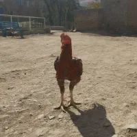 خروس لاری|حیوانات مزرعه|امام, |دیوار