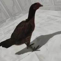 ماده مرغ|حیوانات مزرعه|رودان, |دیوار