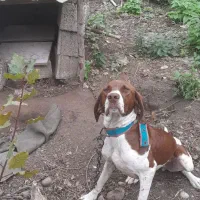 سگ شکاری پویینتر|سگ|رودسر, |دیوار