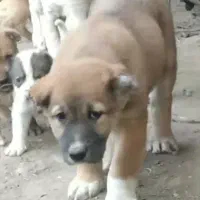 توله سگ الابای نرو ماده زیر فی نگهبان گله ای محافظ|سگ|اصفهان, شهرک کاوه|دیوار