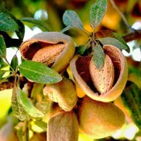 نهالستان ارقام متنوع میوه های اصلاح شده پالیز|خدمات باغبانی و درختکاری|پاوه, |دیوار