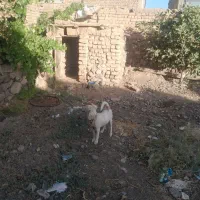 حیوان خانگی