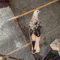 کبوتر زاغ دمسفید