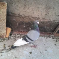 کبوتر قره سبز نر