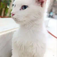 گربه ویتوری خوشگل