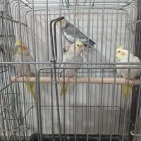 عروس هلندی خونگی دستی شده