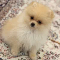 پامرانین درجه یک بسیار باکیفیت