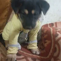 سگ کوچک تیز وباحال|سگ|نیشابور, شهرکهنه|دیوار