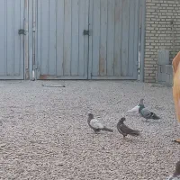 چهار عددکبوتر