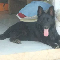 سگ ژرمن کینگ