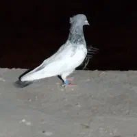 کله دم سبز