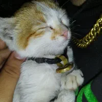 گمشده|حیوانات|شیراز, فرهنگ شهر|دیوار