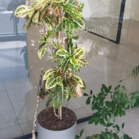 فروش گل آپارتمانی|گل و گیاه طبیعی|تهران, جردن|دیوار