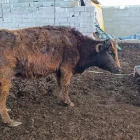 گاو آبستن از بهترین تلقیح سیمینتال شرابی