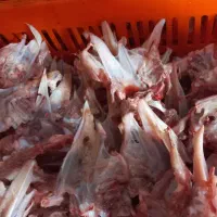 اسکلت سینه مرغ غذای حیوان