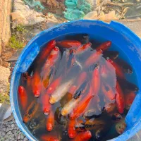 ماهی کپور و قرمز