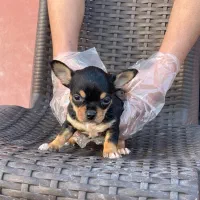 شی واوا اپل هد شیواوا اپل هد|سگ|تهران, تهرانپارس جنوبی|دیوار