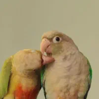 جفت گرینچیک