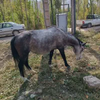 مادیان ۵ ساله|اسب و تجهیزات اسب‌سواری|سیدآباد, |دیوار