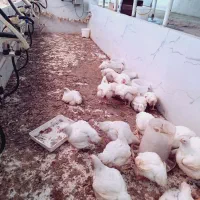 مرغ گوشتی|حیوانات مزرعه|مشهد, كنويست|دیوار