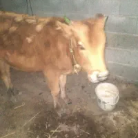 ‌گوساله‌ماده‌سرابی‌|حیوانات مزرعه|تالش, جوکندان|دیوار