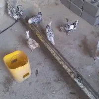 تخم مرغ گلین وخروس گلین|حیوانات مزرعه|گچی, |دیوار