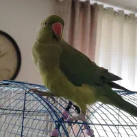 طوطی ملنگو سخنگو