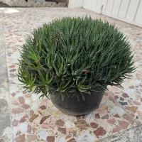کاکتوس ساکولنت هاورتیا زبرا گورخری