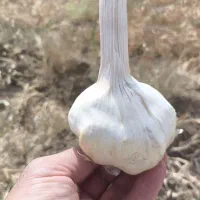 سیر