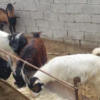 کهره پرواری چاق