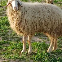 یه قوچ و دوتا میش