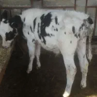 گوساله نر قطع شیر