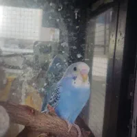 مرغ عشق ماده و نر  دونه ای ۱۹۰