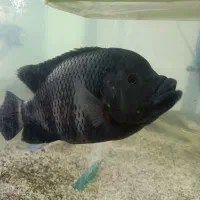 ماهی گوشتخوار