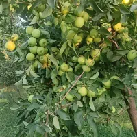 سیب سر درختی