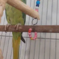 طوطی ملنگو|پرنده|نقده, |دیوار