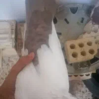 دم قهویی|پرنده|اهواز, کوی سعدی|دیوار